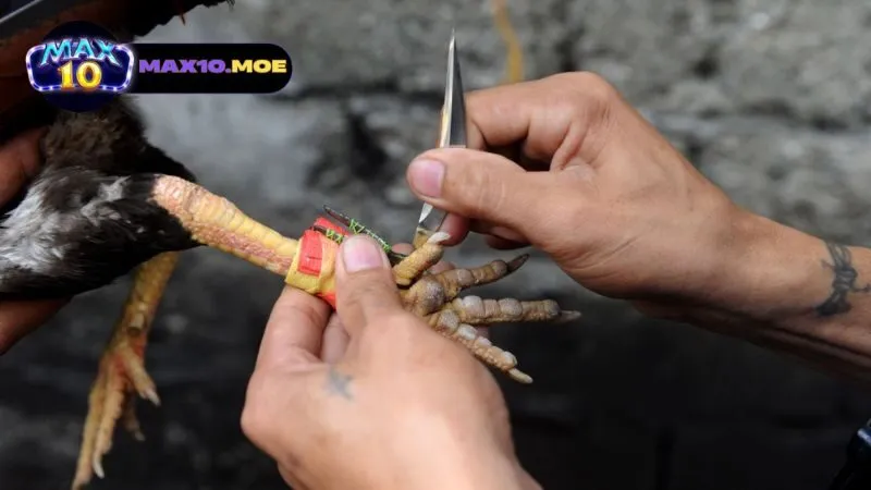 Đá gà asil cựa sắt - Khám Phá Thế Giới Của Những Chiến Binh 7 chien-thuat-thi-dau-cho-da-ga-asil-cua-sat