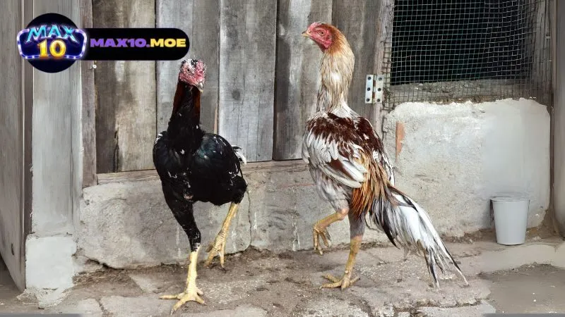 Đá Gà Asil Cựa Tròn - Khám Phá Thế Giới Đầy Kích Thích 7 ky-thuat-da-ga-asil-cua-tron