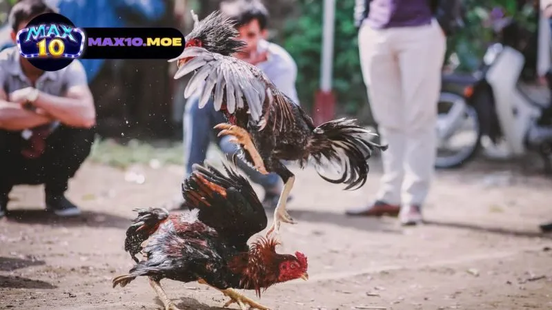 Đá gà C1 Thái Lan - Khám Phá Thế Giới Kịch Tính Của Đấu Gà 6 quy-dinh-va-luat-choi-da-ga-c1-thai-lan