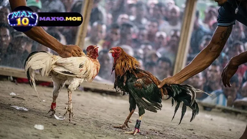 Đá gà C1 Thái Lan - Khám Phá Thế Giới Kịch Tính Của Đấu Gà 5 gioi-thieu-ve-da-ga-c1-thai-lan